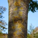 Fraxinus angustifolia Bark