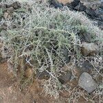 Campylanthus salsoloides Hoja