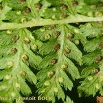 Athyrium × reichsteinii Leaf