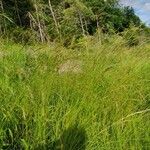 Brachypodium pinnatum Natur