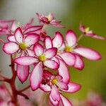 Saxifraga stoloniferaBloem