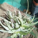 Aloe rauhii 葉