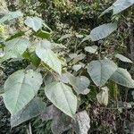 Croton urucurana Leaf