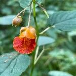 Impatiens capensis Blomst