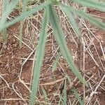 Heliotropium longiflorum पत्ता