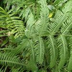 Pteris linearis List