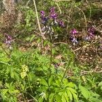Lathyrus vernus Fula
