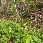 Lathyrus vernus Blomma