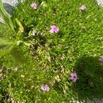 Silene acaulis പുഷ്പം