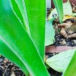 Haemanthus pauculifolius ᱥᱟᱠᱟᱢ