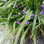 Tradescantia virginiana Hoja