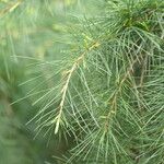 Cedrus atlantica Blad