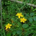 Hypericum montanum Flower