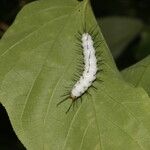 Passiflora platyloba Blad