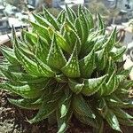 Haworthia marumiana Yaprak