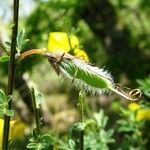 Cytisus scoparius Плід