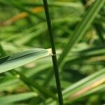 Elytrigia repens Annet