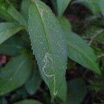 Senecio ovatus Leaf