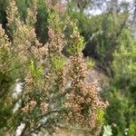 Erica arboreaFlower