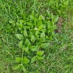 Lobelia inflata Leaf