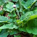 Chaptalia nutans Yaprak