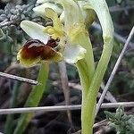 Ophrys sphegodes Λουλούδι