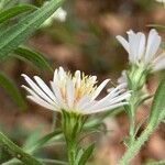 Symphyotrichum pilosum Flor