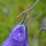 Campanula bertolae 花