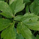 Imperatoria ostruthium Likasa