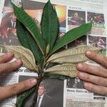 Miconia punctata Arall