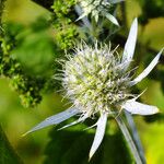 Eryngium planum Flower