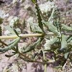 Teucrium dunense Hoja