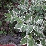 Euphorbia tithymaloides Leht