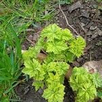 Malva verticillata ഇല