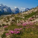 Armeria alpina Floare