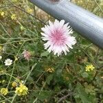 Crepis rubra Flor