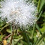 Sonchus bulbosus Gyümölcs