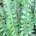 Astragalus monspessulanus Folha