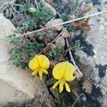 Ononis striata Flower
