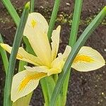 Iris grant-duffii Blodyn