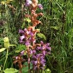 Phelipanche purpurea Fula