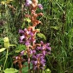 Orobanche purpurea Flower