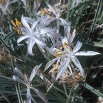 Leucocrinum montanum Flower