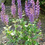 Salvia nemorosa Hábito