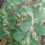 Euphorbia prostrata Blad