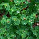 Euphorbia hyberna ফল