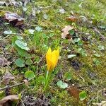 Crocus flavus Blüte