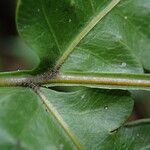 Pteris hamulosa Leaf