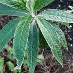 Buddleja globosa ᱥᱟᱠᱟᱢ