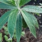 Buddleja globosa पत्ता